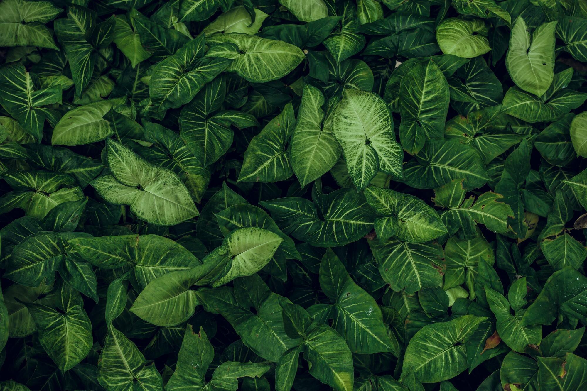 Hojas verdes